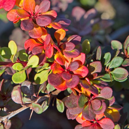 BERBERIS